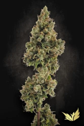 Jack van Paradise Seeds