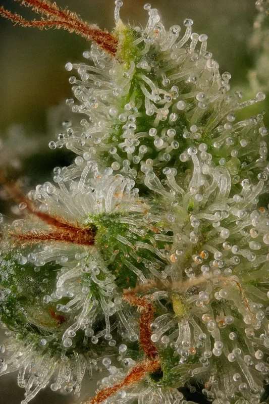 Sensi Star van Paradise Seeds