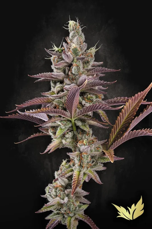 Apricot Candy van Paradise Seeds