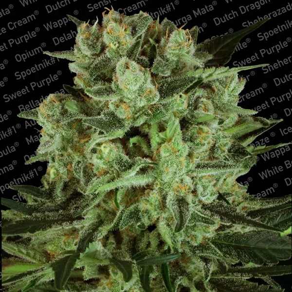 Durga Mata II CBD van Paradise Seeds