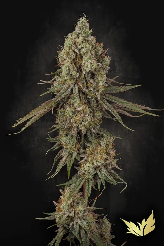 Tangerine Sorbet van Paradise Seeds