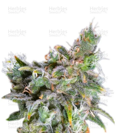 Magic Bud van Paradise Seeds
