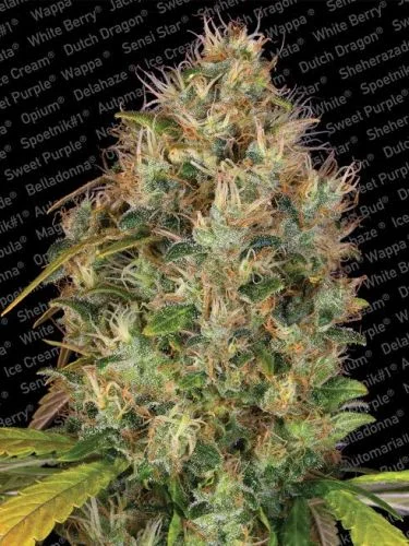 Dutch Kush van Paradise Seeds