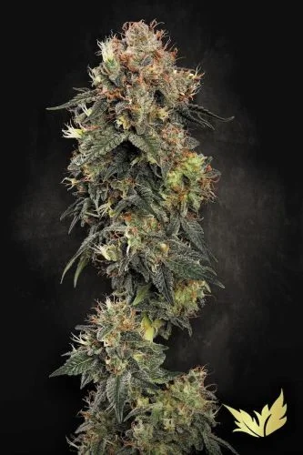 Dutch Kush van Paradise Seeds