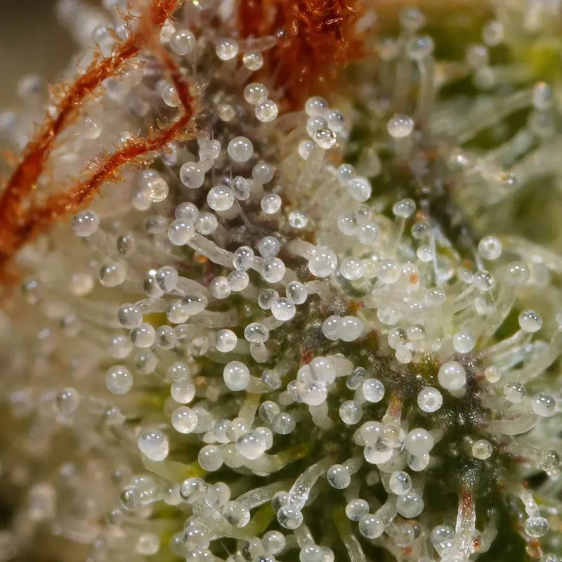Sunset Paradise van Paradise Seeds