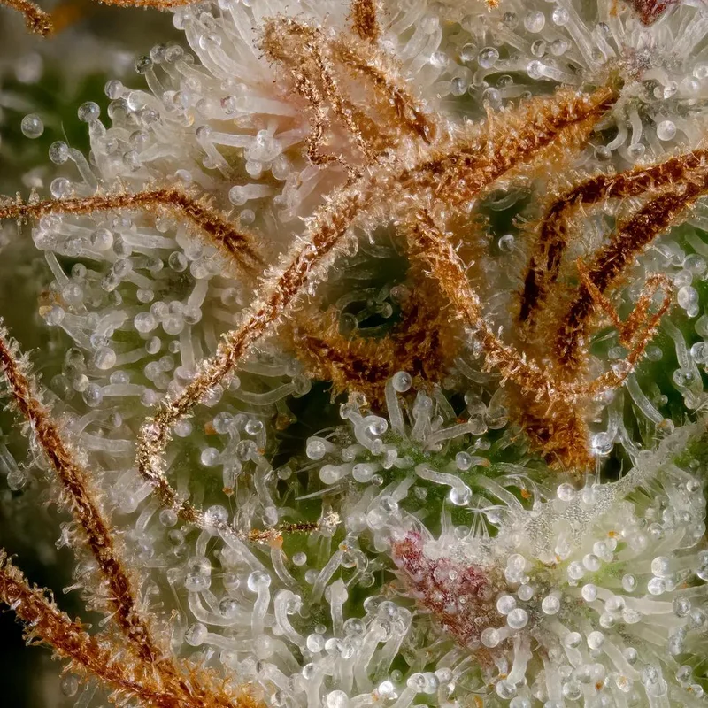 Nebula van Paradise Seeds
