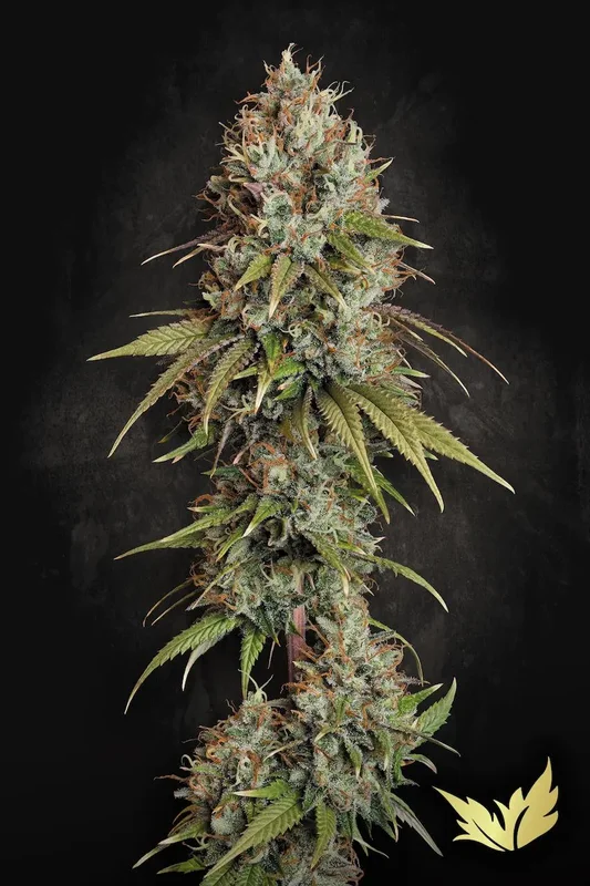 Highway 66 van Paradise Seeds