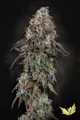 White Noise van Paradise Seeds