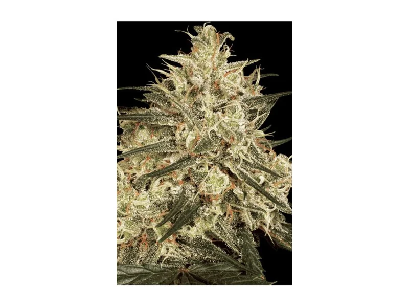 Atomical Haze van Paradise Seeds