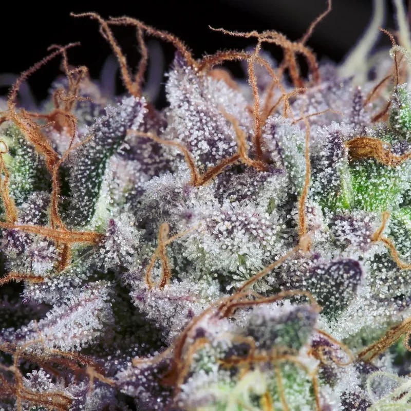 Purple Mints van Paradise Seeds