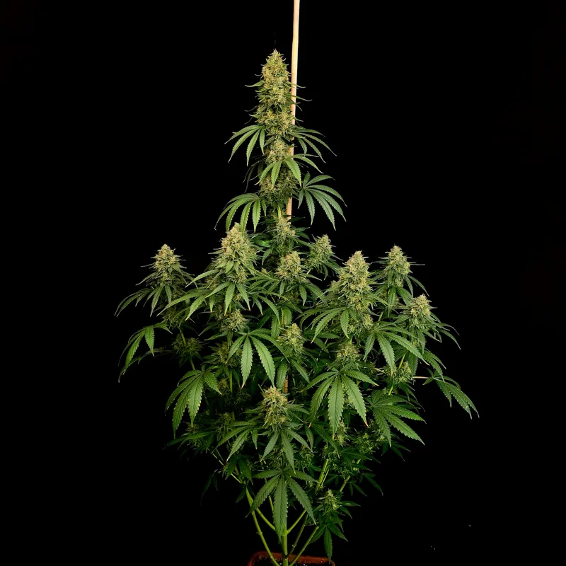 Zesty Bliss van Paradise Seeds
