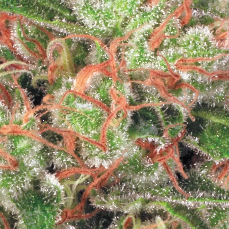 Acid van Paradise Seeds
