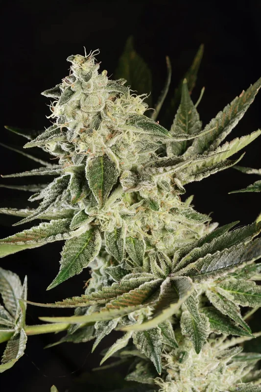 Glowstarz van Paradise Seeds
