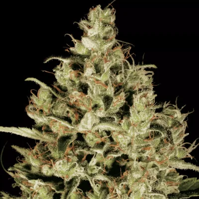 Delahaze di Paradise Seeds