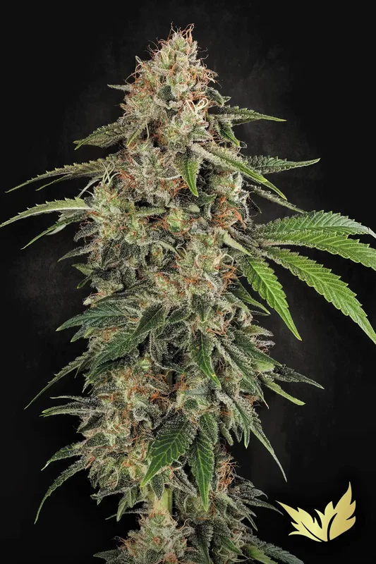 Original White Widow (IBL) van Paradise Seeds