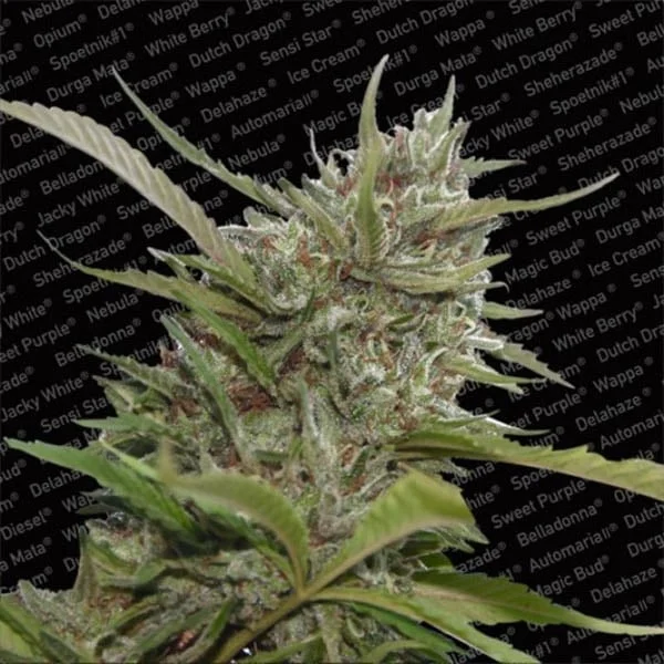 Whiteberry van Paradise Seeds
