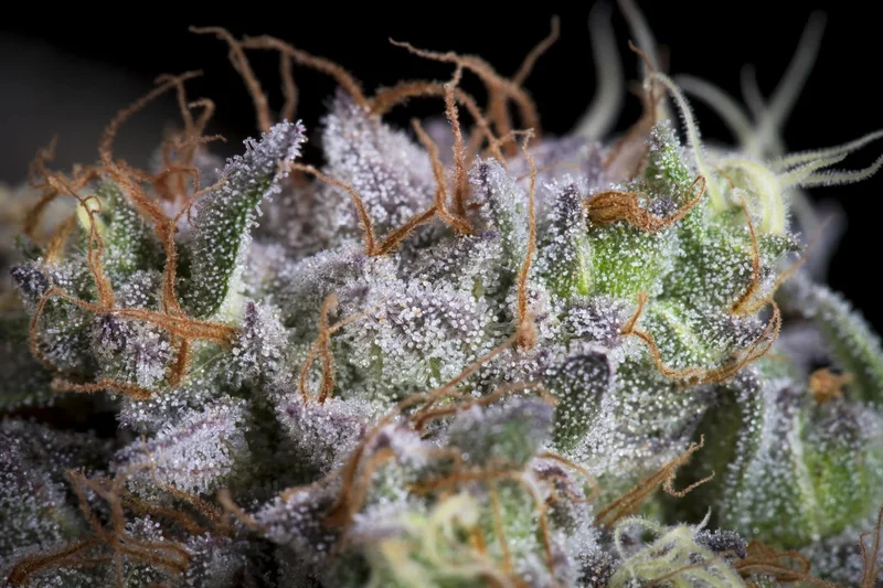 Purple Mints van Paradise Seeds