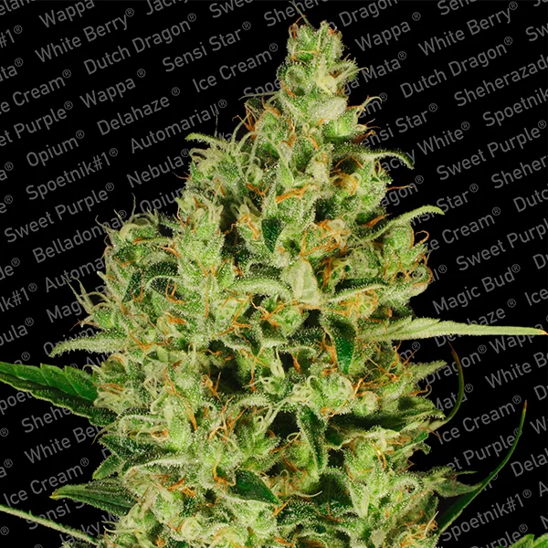Delahaze di Paradise Seeds