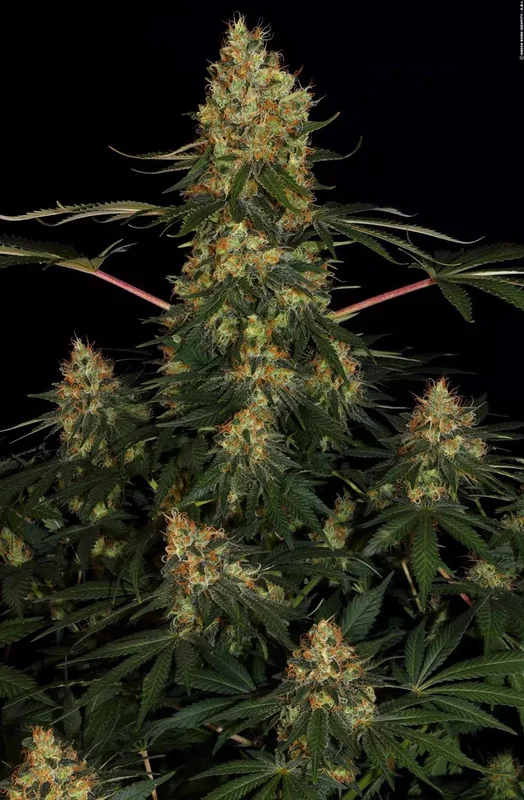 Californian Gold van Paradise Seeds