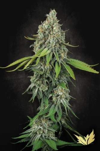 Opium van Paradise Seeds
