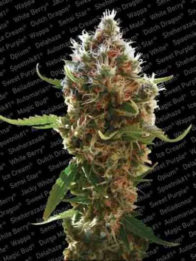 Lucid Bolt van Paradise Seeds