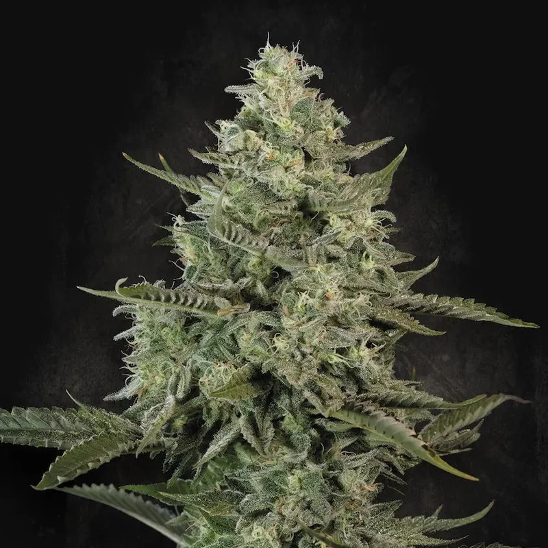 Mendo Creme van Paradise Seeds