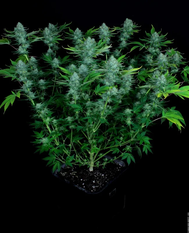 Nebula van Paradise Seeds