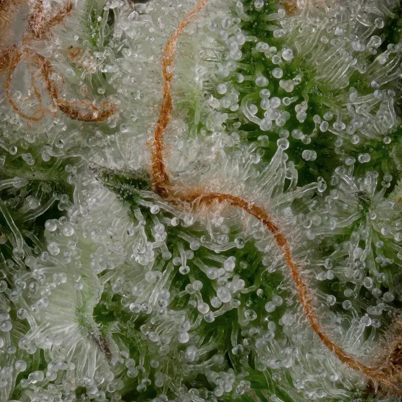 White Noise van Paradise Seeds