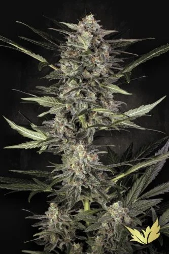Wappa van Paradise Seeds