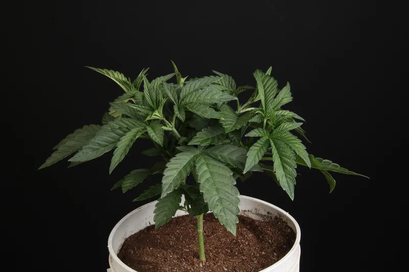 Sunset Paradise van Paradise Seeds