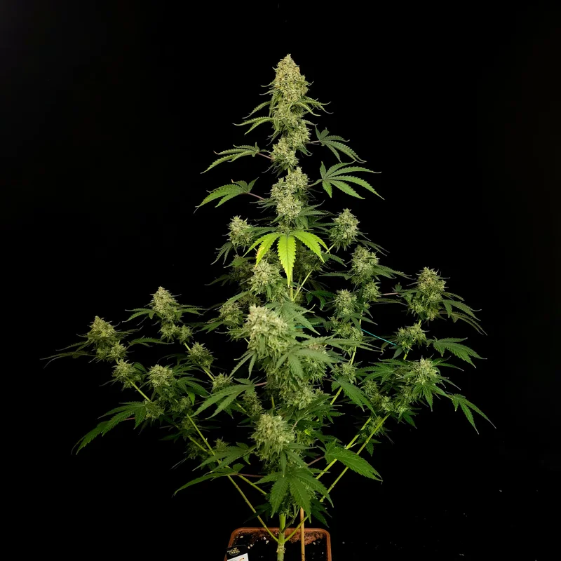 Tropical Fruit Cake van Paradise Seeds
