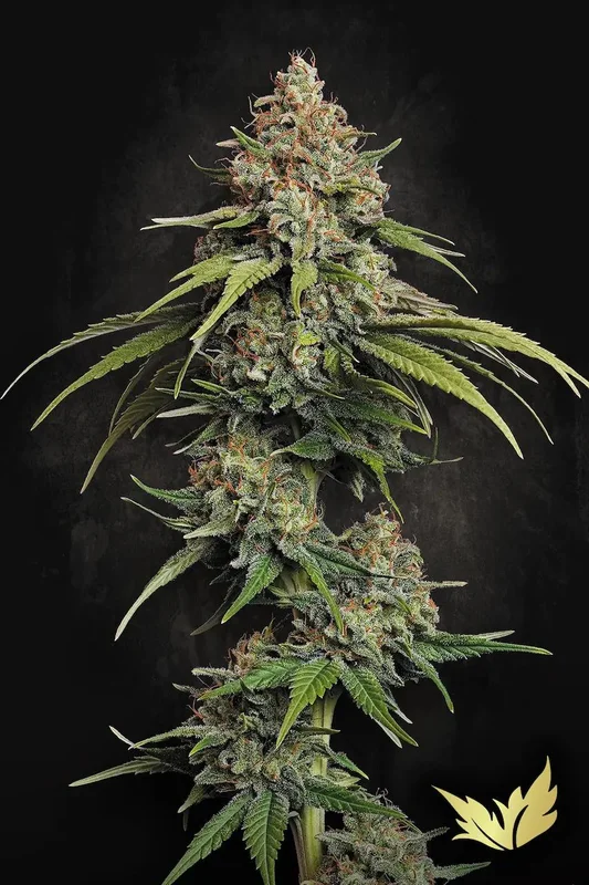 L.A. Amnesia van Paradise Seeds