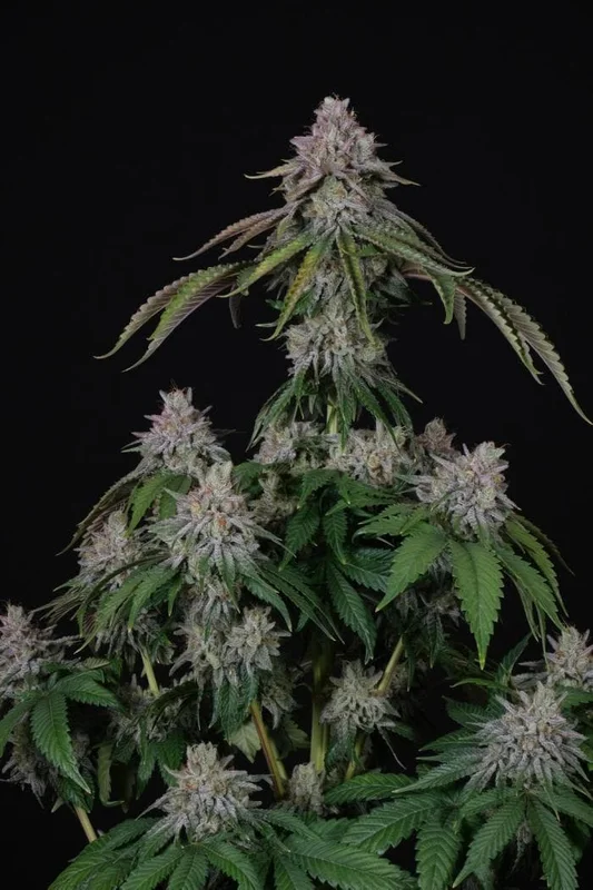Velvet Mist van Paradise Seeds