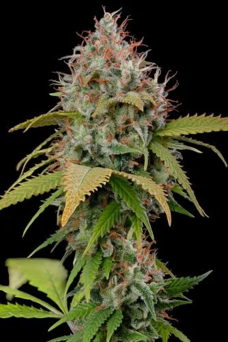Atomical Haze van Paradise Seeds