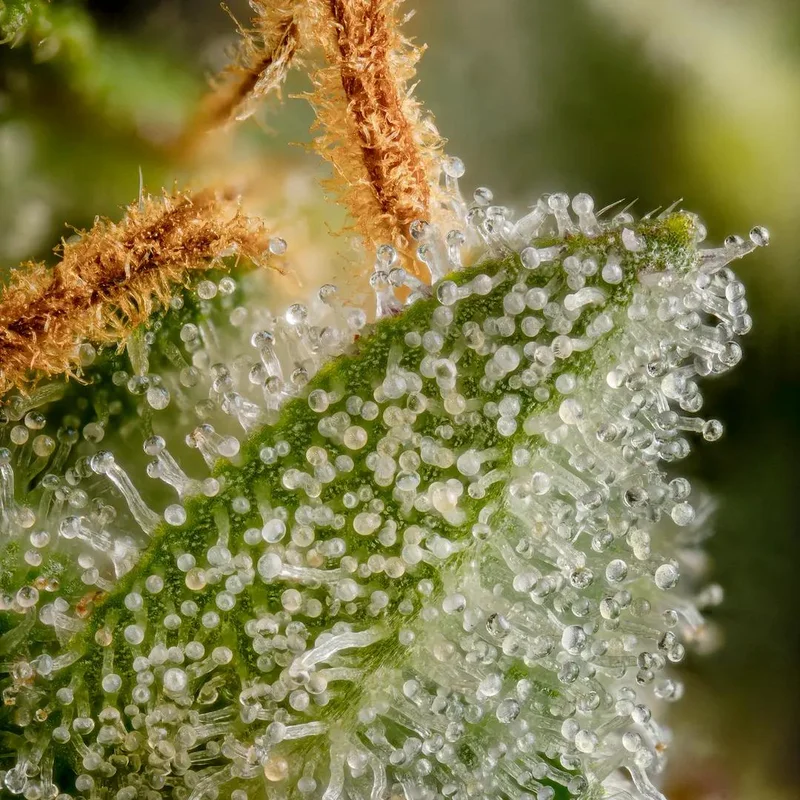 Highway 66 van Paradise Seeds