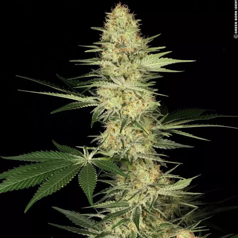 Lucid Bolt van Paradise Seeds