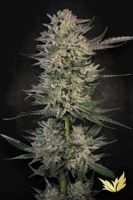 Candy Breath van Paradise Seeds