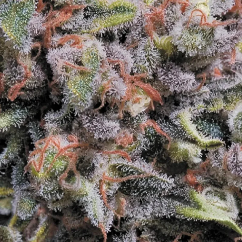Wappa van Paradise Seeds