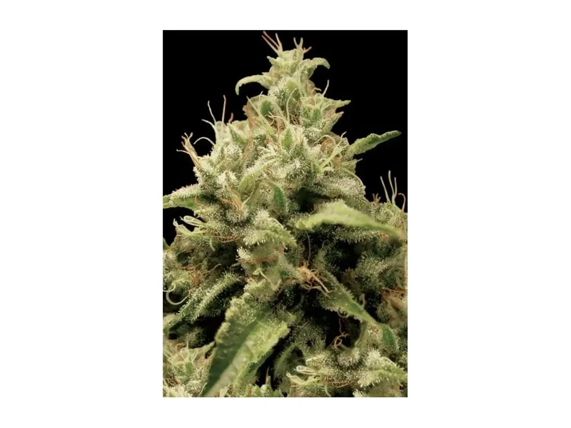 Opium van Paradise Seeds