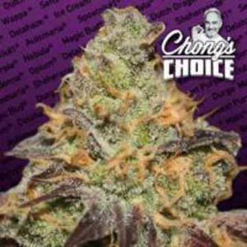 Blue Kush Berry van Paradise Seeds