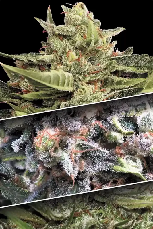 Collection Pack 1 van Paradise Seeds