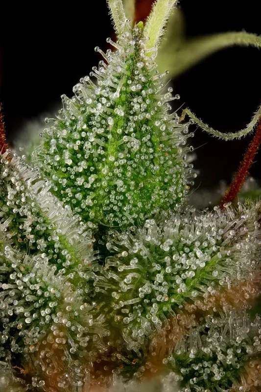 Candy Breath van Paradise Seeds