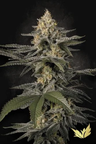Glowstarz van Paradise Seeds