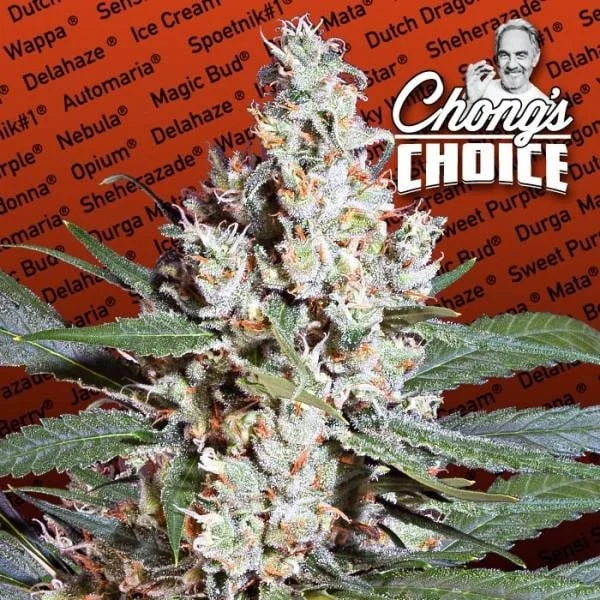 L.A. Amnesia van Paradise Seeds