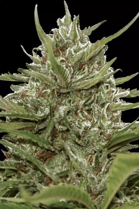 White Berry van Paradise Seeds