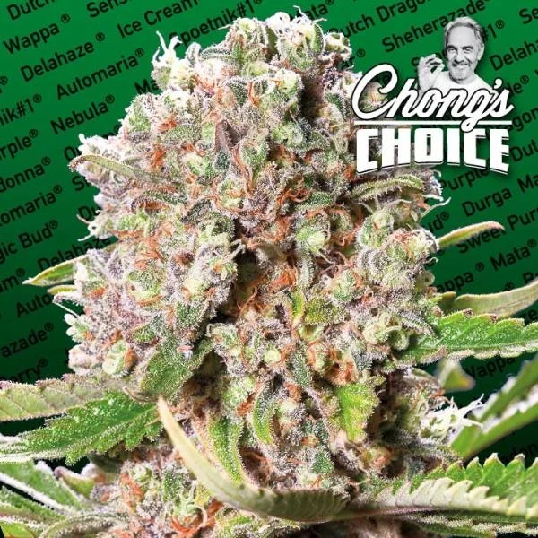 Mendocino Skunk van Paradise Seeds