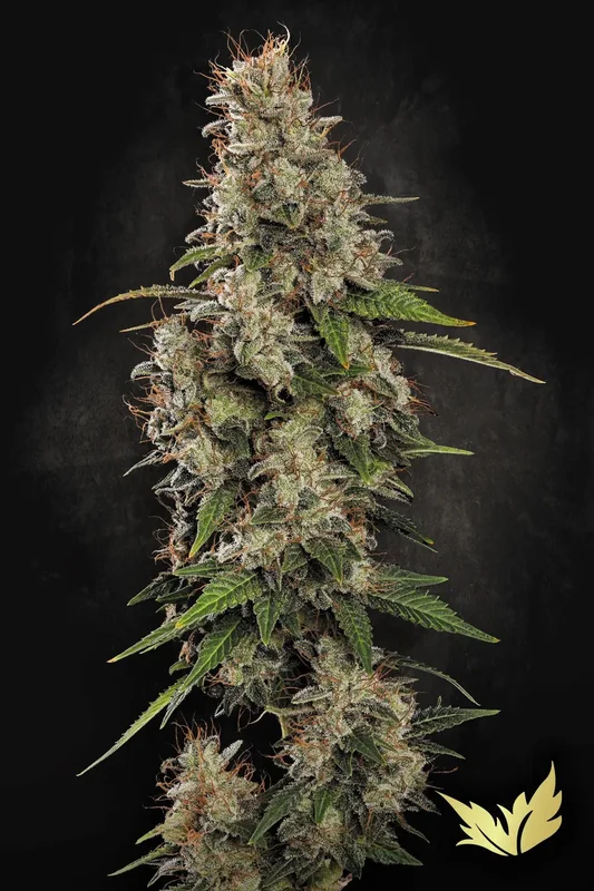 Dutch Dragon van Paradise Seeds
