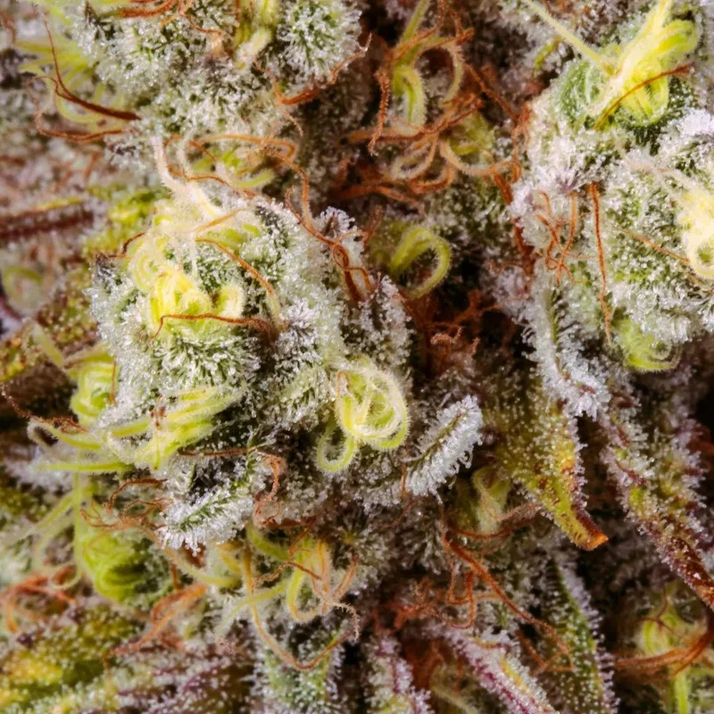 Tangerine Sorbet van Paradise Seeds