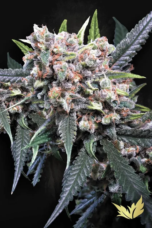 Wappa van Paradise Seeds