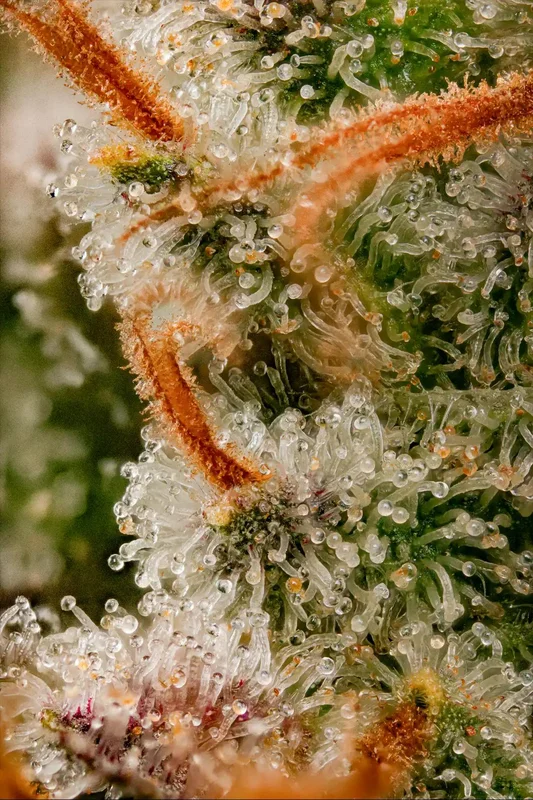 Dutch Kush van Paradise Seeds